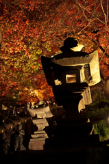 大山紅葉ライトアップ