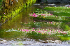 梅花藻