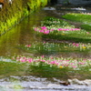 梅花藻