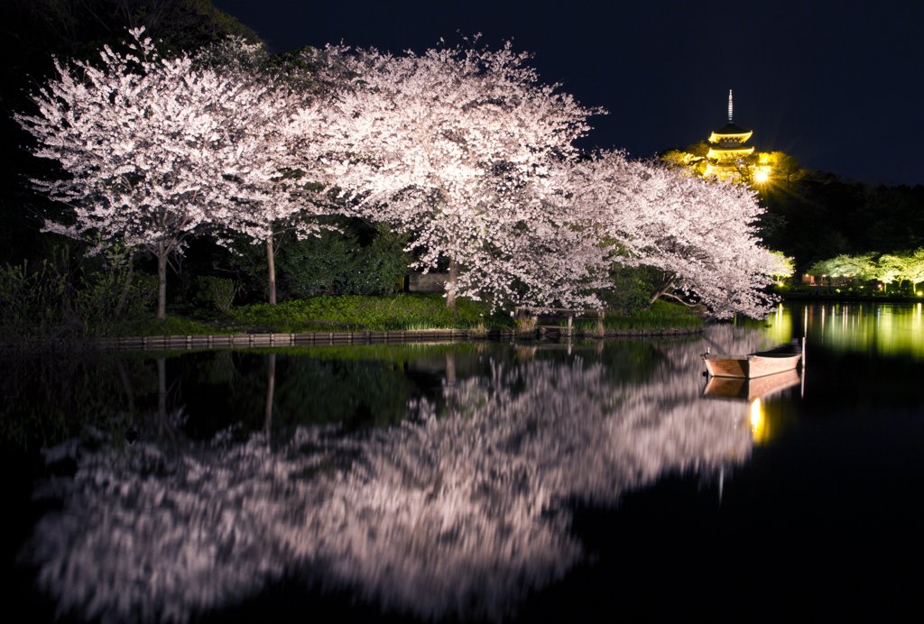 映し観桜