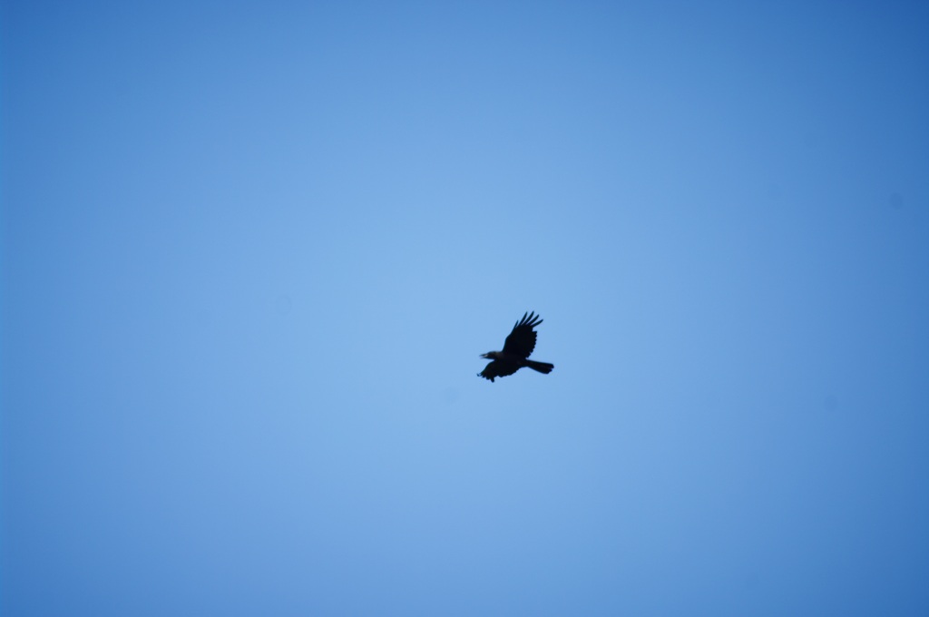 つばさ - wing -