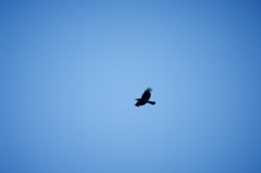 つばさ - wing -