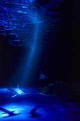 Deep Blue