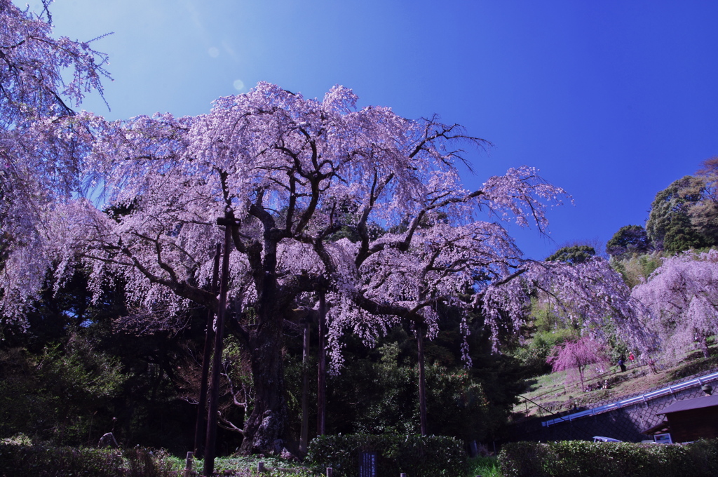 入生田のしだれ桜