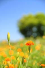夏色