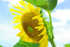 やはり夏は向日葵ですね