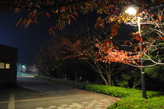 紅葉
