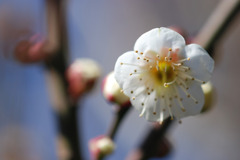 咲く