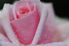 rose06