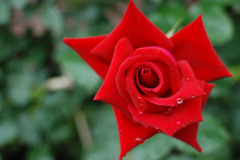 rose02