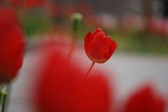 紅