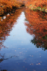 桜の秋