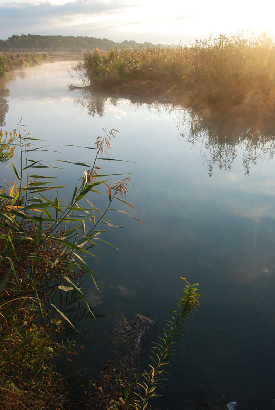 手賀沼の朝