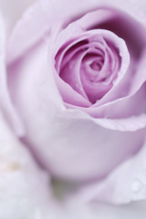 rose13