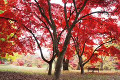 弘前公園
