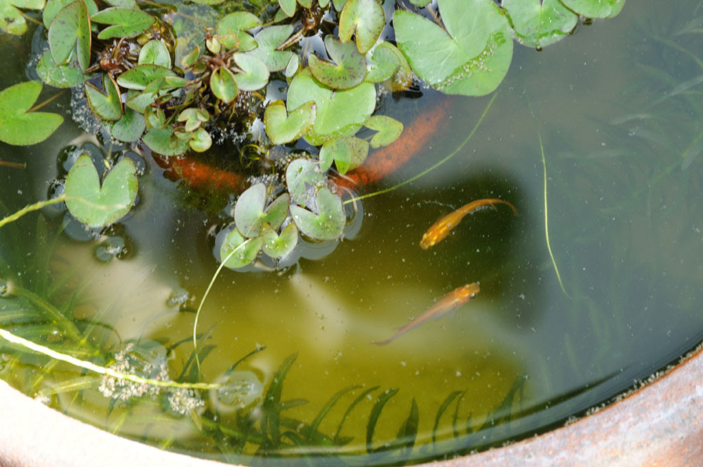 swimming on the wayside