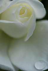 rose05
