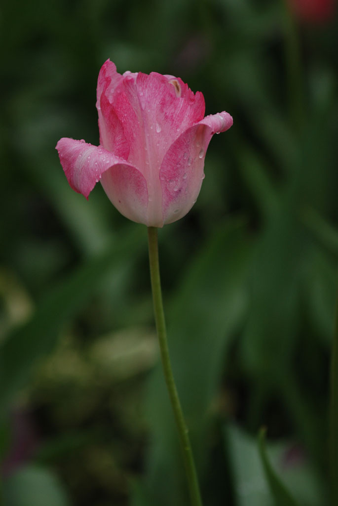 花巻
