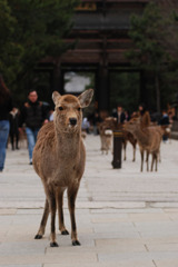 布施を請う