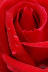 rose03