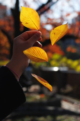 落葉　秋の上野公園