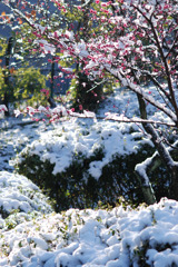 踏雪寻梅