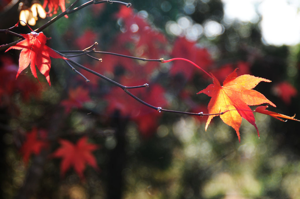 紅葉