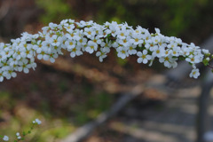 花の橋