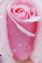 rose07