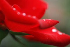 rose09