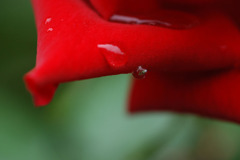 rose04