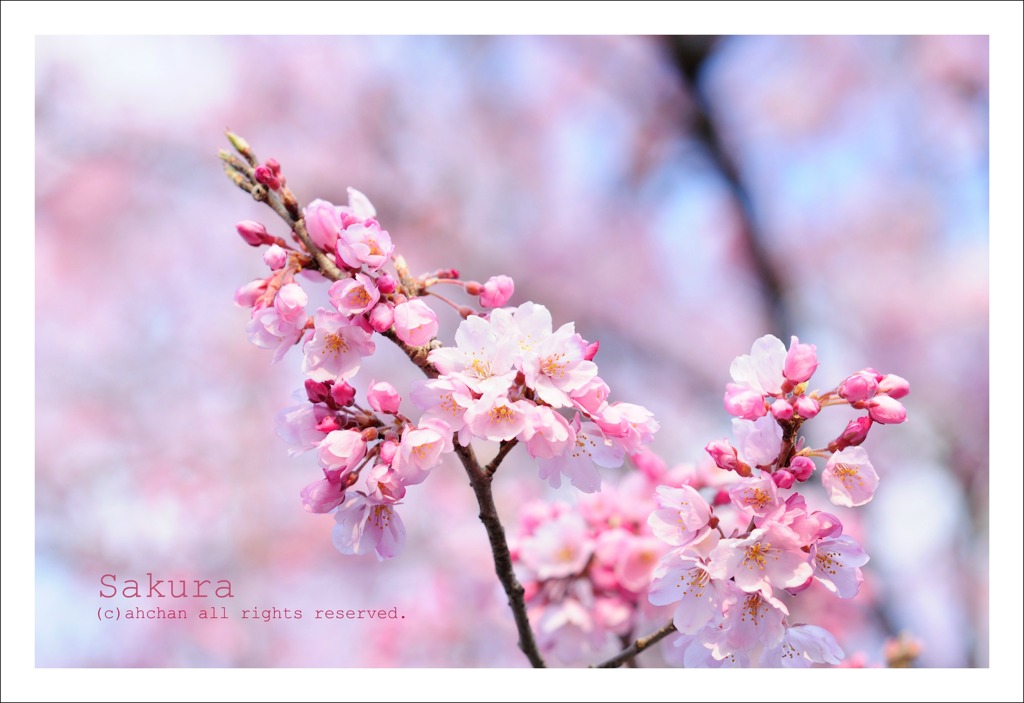 sakura_027