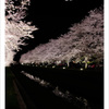 Cherry blossom light up 2