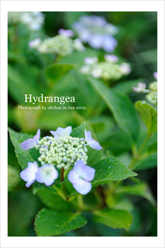 Hydrangea03
