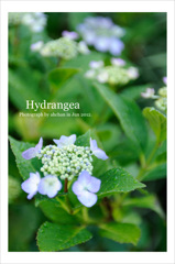 Hydrangea03