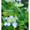 Hydrangea03