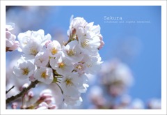 sakura_042