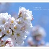 sakura_042