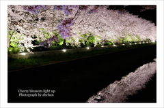 Cherry blossom light up 1
