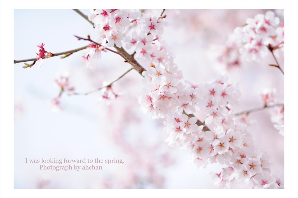 look forward to the spring
