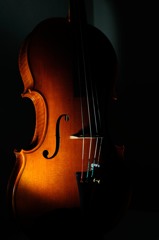 viola-2