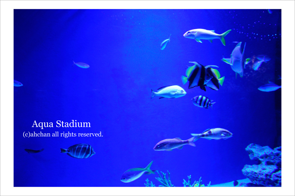Aqua Studium