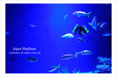 Aqua Studium