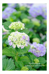 Hydrangea01