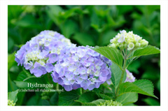 Hydrangea02