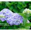 Hydrangea02