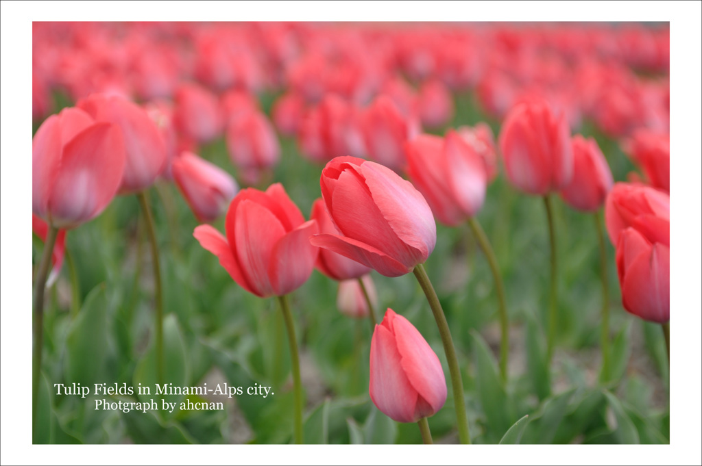 Tulip Fields