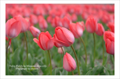 Tulip Fields