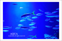 AQUA