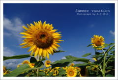Summer vacation